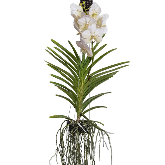 Orquídea Vanda - Vanda 'white' - Altura 55-65cm_0