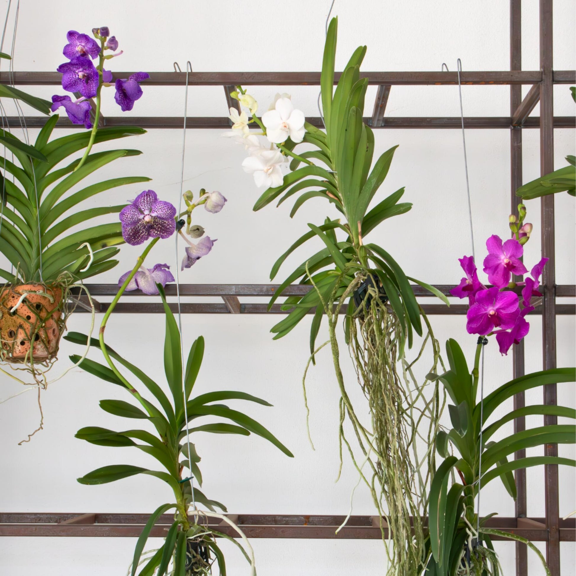 Orquídea Vanda - Vanda 'white' - Altura 55-65cm_1