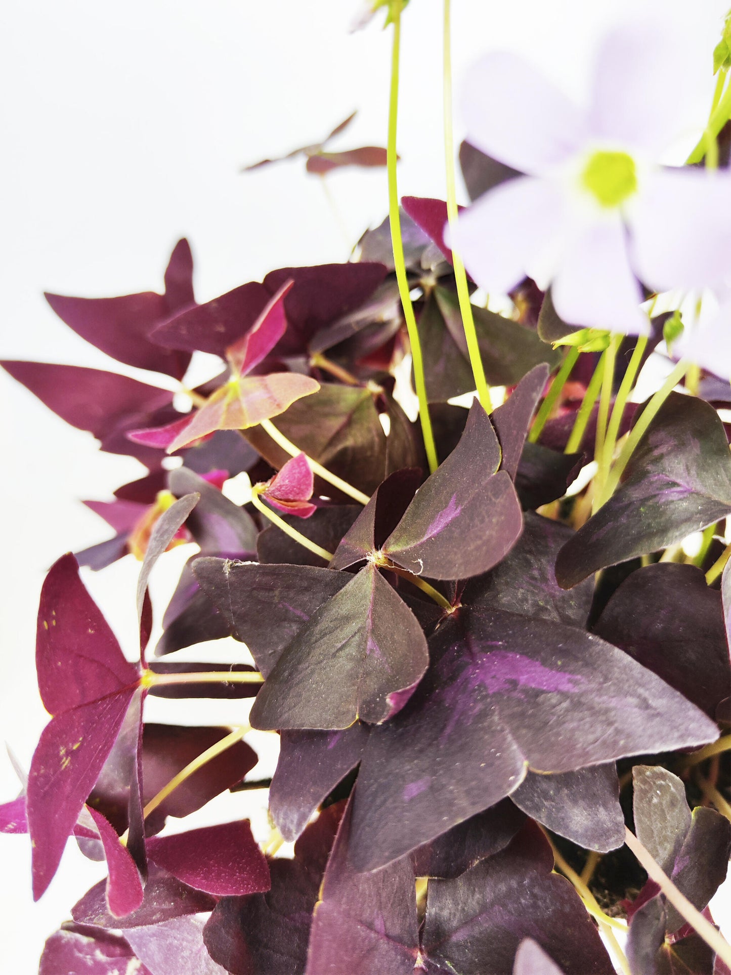 Oxalis Triangularis O Mariposa | Altura 20cm - Diámetro 12cm_1