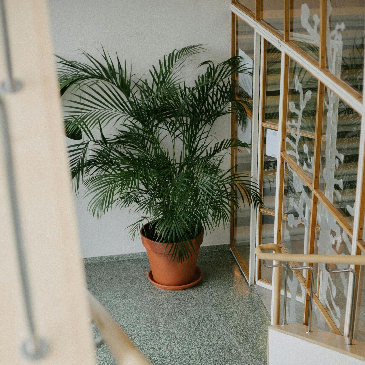 Pacaya - Palmera De Salón - 2 Pzs - Chamaedorea - Altura 80-90cm - ⌀20cm_1