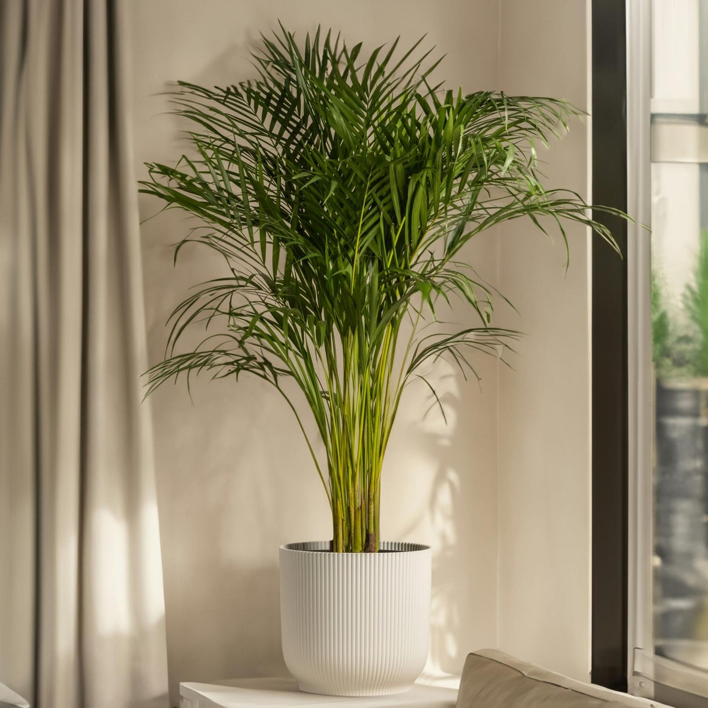 Pacaya - Palmera De Salón - 2 Pzs - Chamaedorea Elegans - Altura 50-60cm - ⌀17cm_1