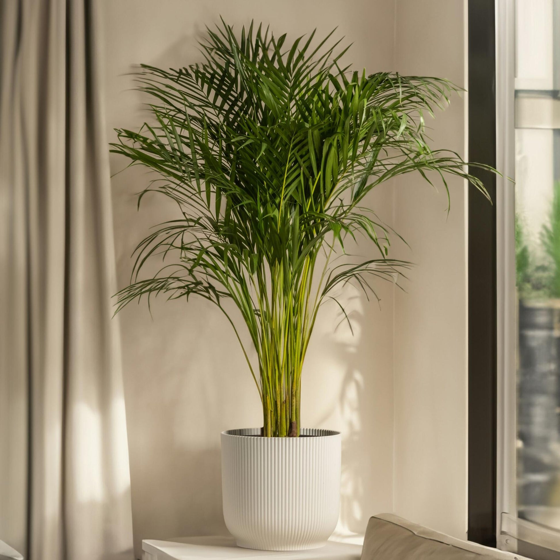 Pacaya - Palmera De Salón - 2 Pzs - Chamaedorea Elegans - Altura 50-60cm - ⌀17cm_1