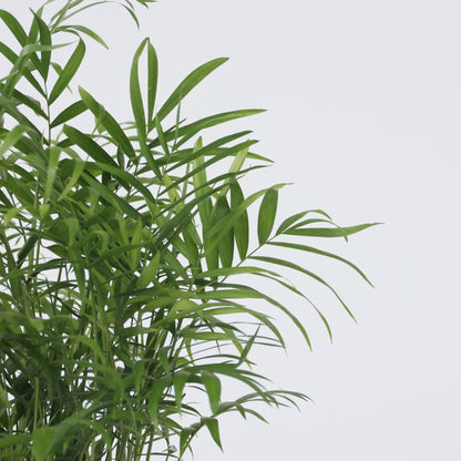 Pacaya - Palmera De Salón - 2 Pzs - Chamaedorea Elegans - Altura 50-60cm - ⌀17cm_3
