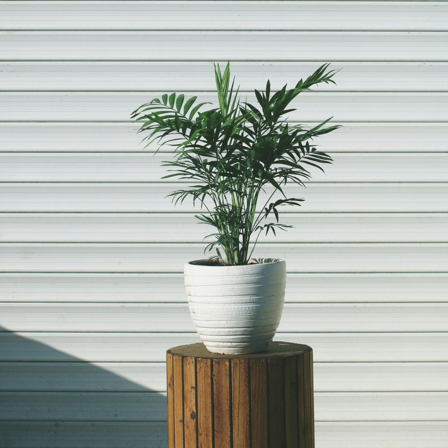Pacaya - Palmera De Salón - 3 Pzs - Chamaedorea Elegans - Altura 30-40cm - ⌀12cm_1