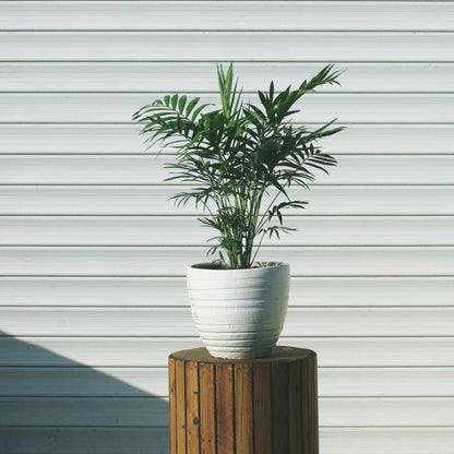 Pacaya - Palmera De Salón - 3 Pzs - Chamaedorea Elegans - Altura 30-40cm - ⌀12cm_1