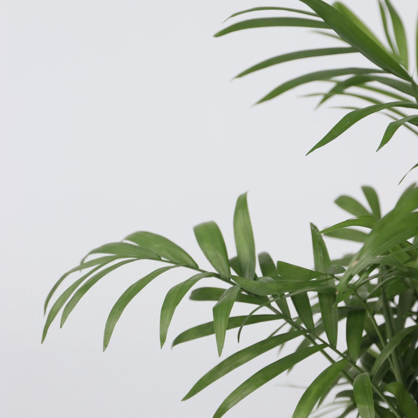 Pacaya - Palmera De Salón - 3 Pzs - Chamaedorea Elegans - Altura 30-40cm - ⌀12cm_3