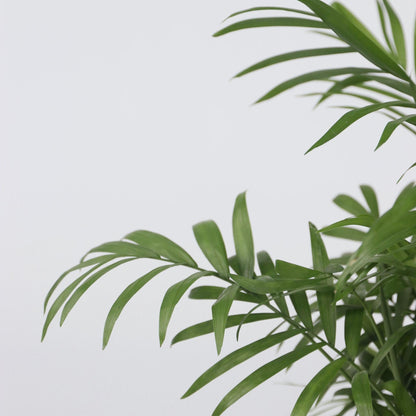 Pacaya - Palmera De Salón - 3 Pzs - Chamaedorea Elegans - Altura 30-40cm - ⌀12cm_3