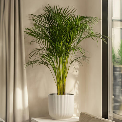 Pacaya - Palmera De Salón - Chamaedorea Elegans - Altura 50-60cm - ⌀17cm_1