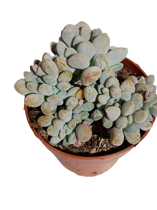 Pachyphitum Oviferum Crestata Planta Suculenta Natural Ø8_0