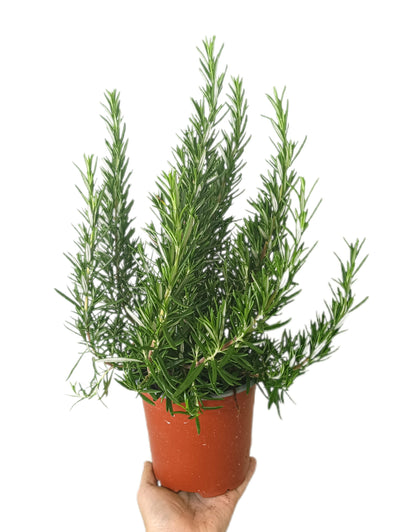 Pack 10 Unidades De Aromáticas_4