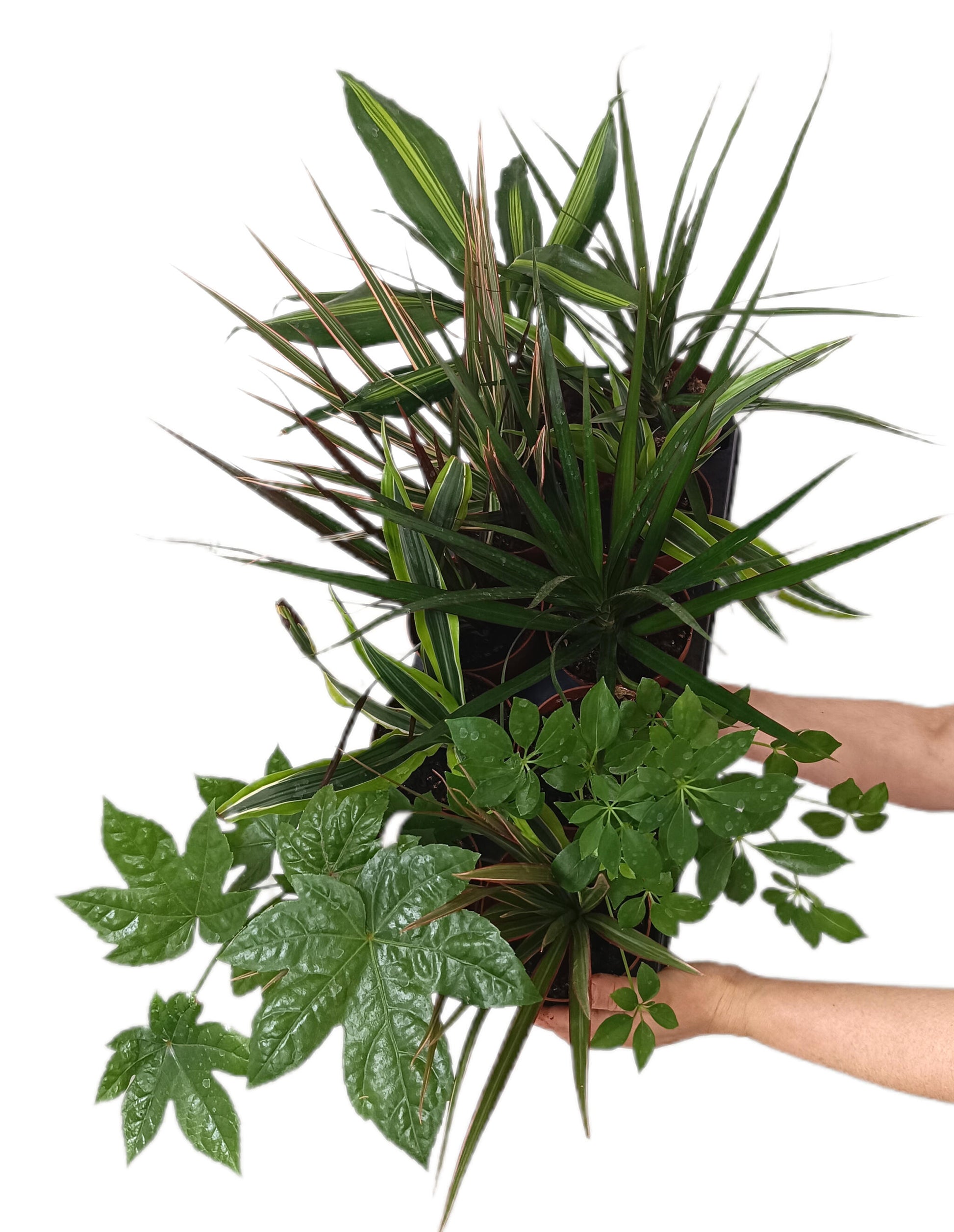 Pack De 10 Plantas De Interior M12_1