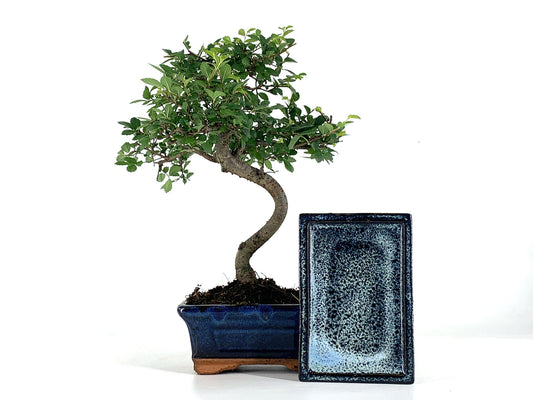 Pack De Bonsái Zelkova 6 Años + Plato_0