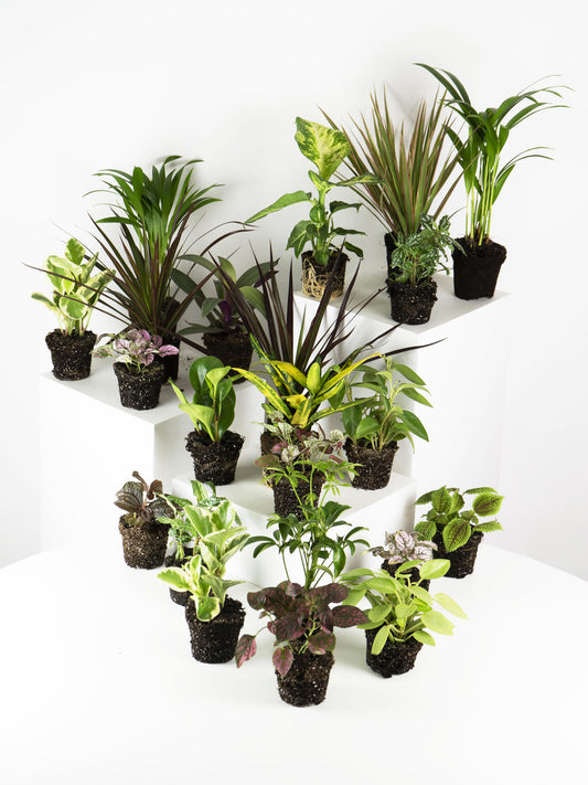 Pack De Mini Plantas - 6 Unidades_0