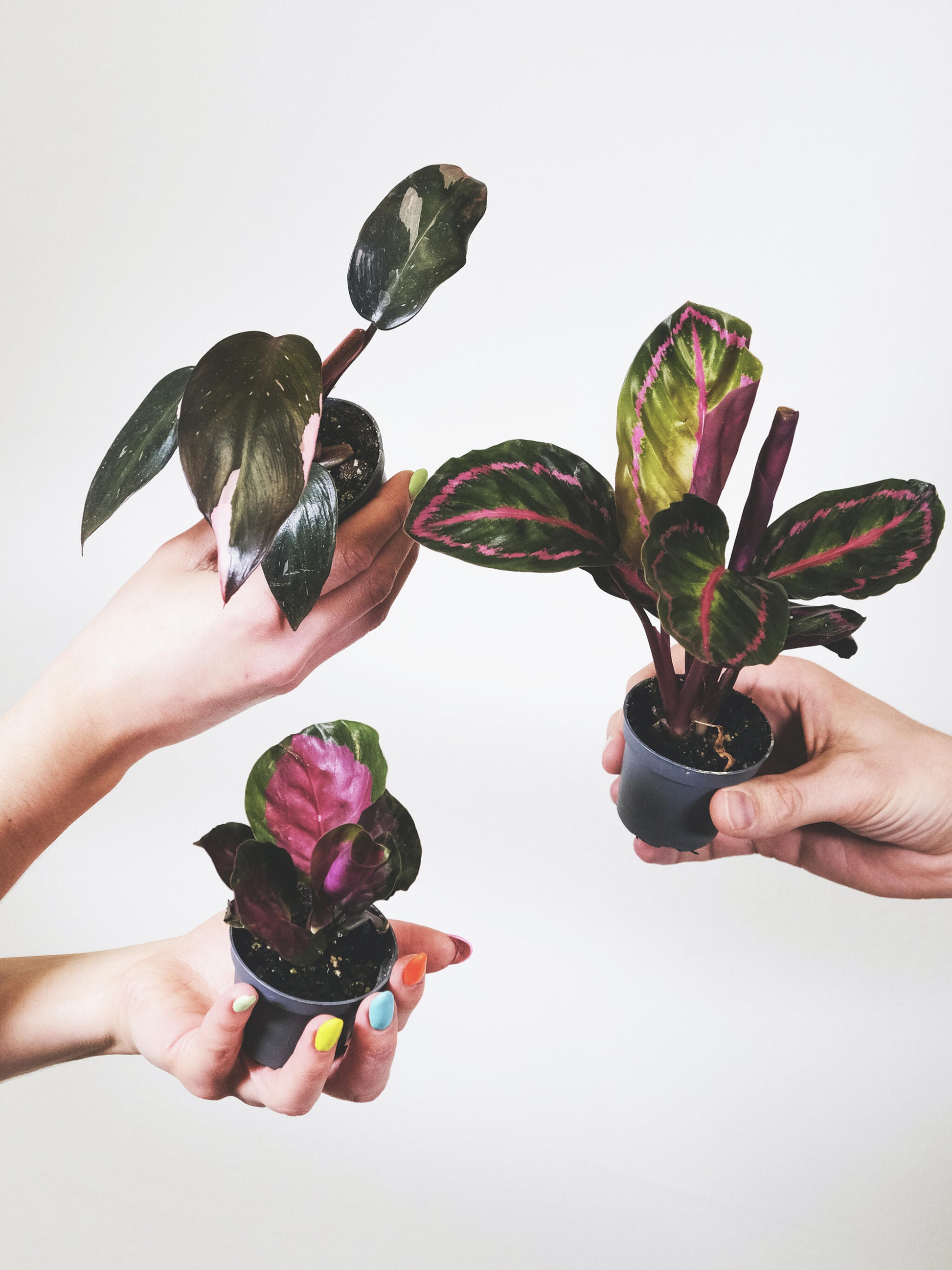 Pack De Mini Plantas - 6 Unidades_1