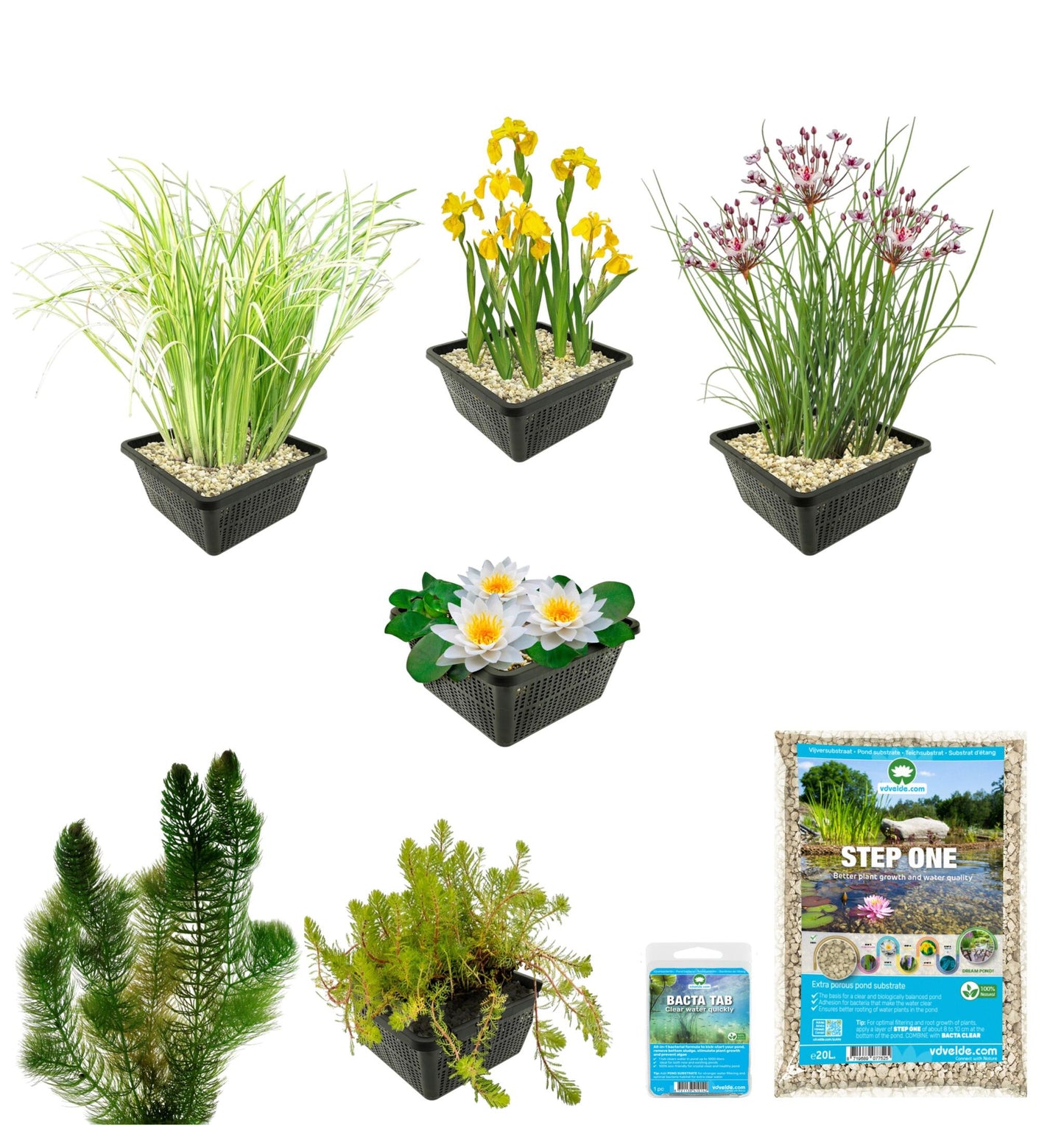 Pack Estanque Nativo 100-400l - Nenúfar Blanco & Oxigenantes Ribera Completo_2