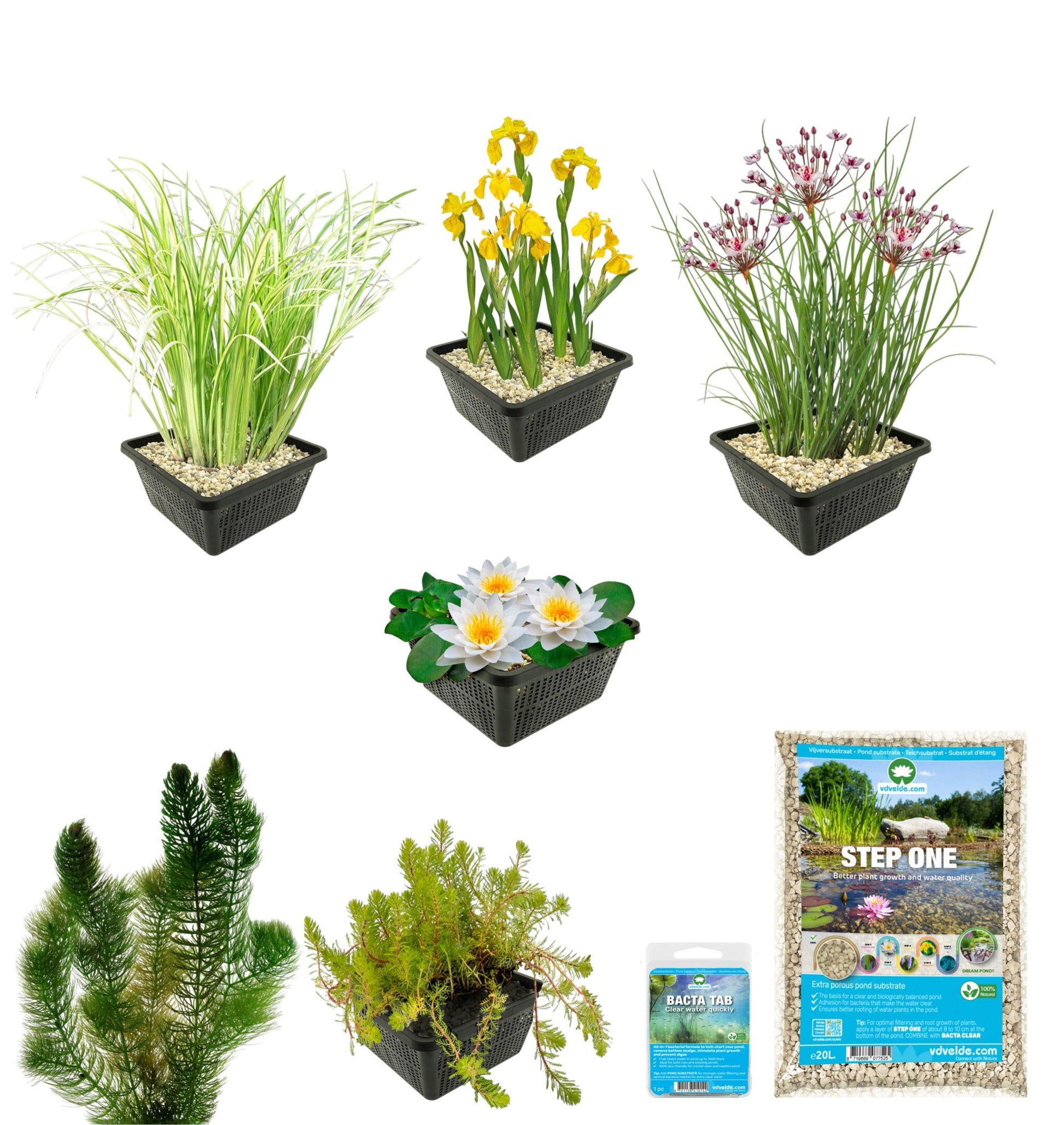 Pack Estanque Nativo 100-400l - Nenúfar Blanco & Oxigenantes Ribera Completo_2