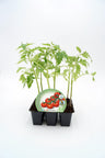 Pack Plantones Cherry Rojo 6 Ud. Natural - Fitoralia