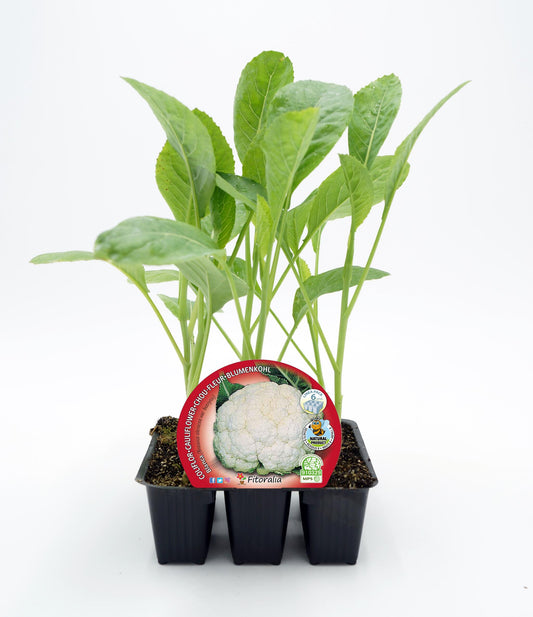 Pack Plantones Coliflor Blanca 6 Ud. Natural - Fitoralia_0