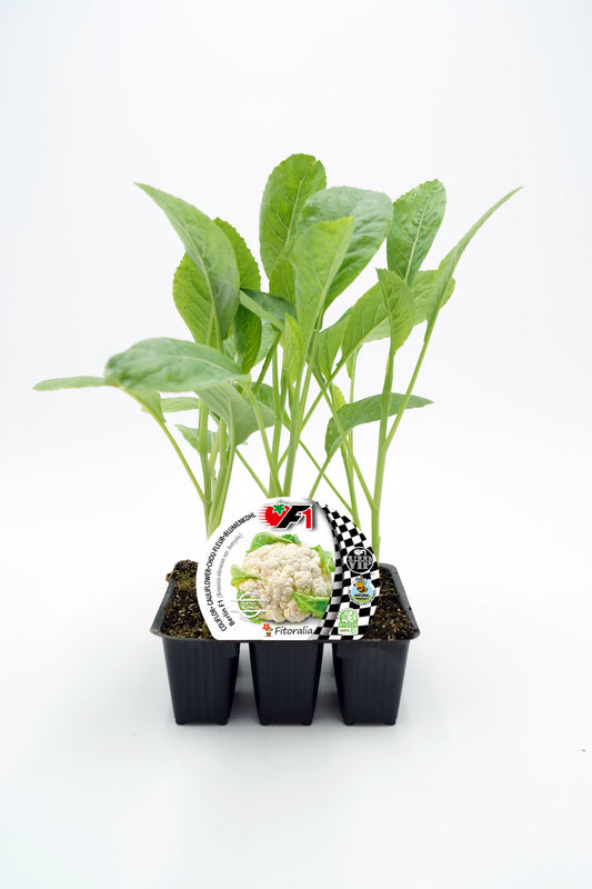 Pack Plantones Coliflor Híbrida F1 Blanca Berlin 6 Ud. Natural - Fitoralia_0