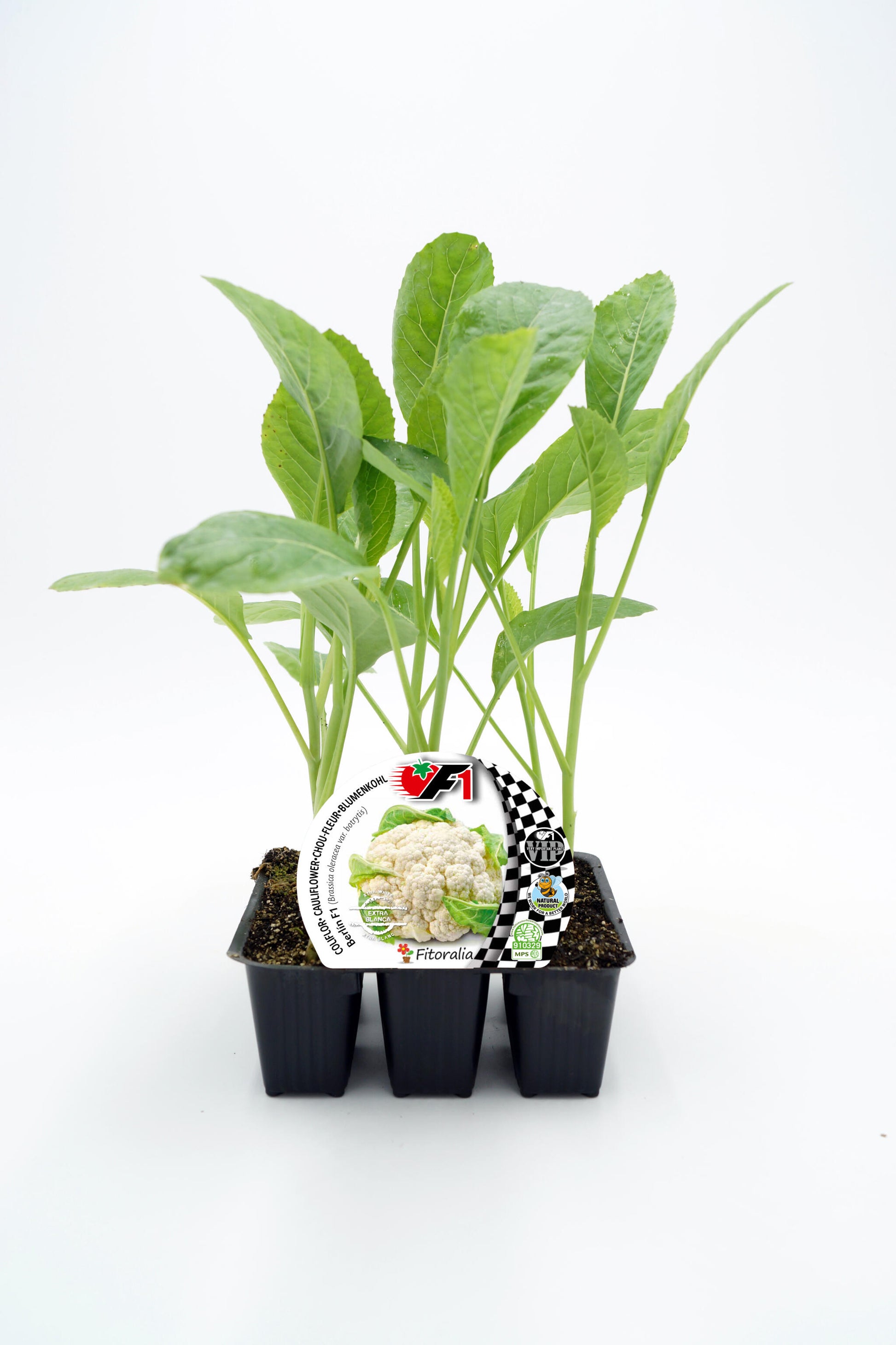Pack Plantones Coliflor Híbrida F1 Blanca Berlin 6 Ud. Natural - Fitoralia_0