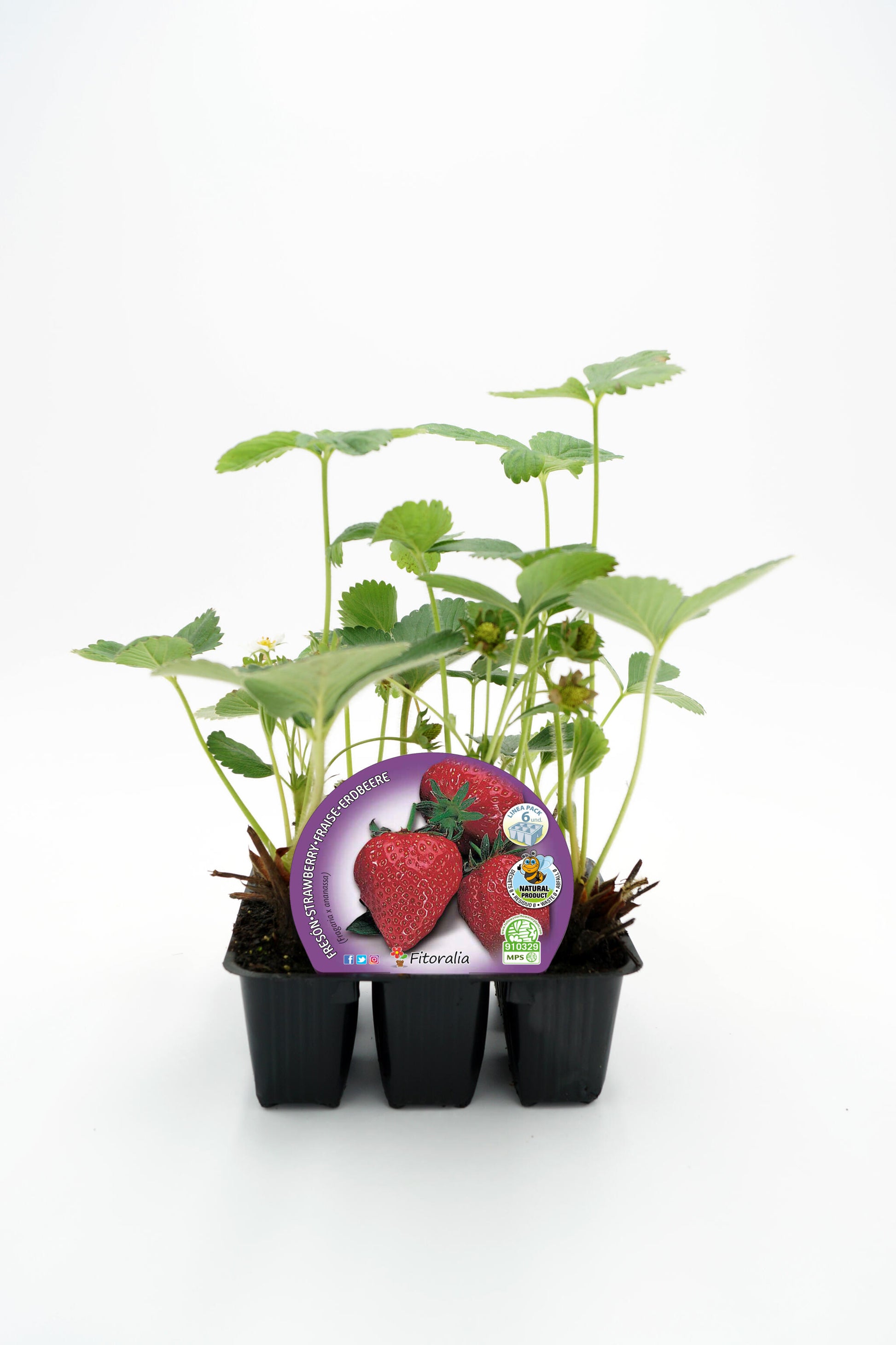 Pack Plantones Fresón 6 Ud. Natural - Fitoralia_0