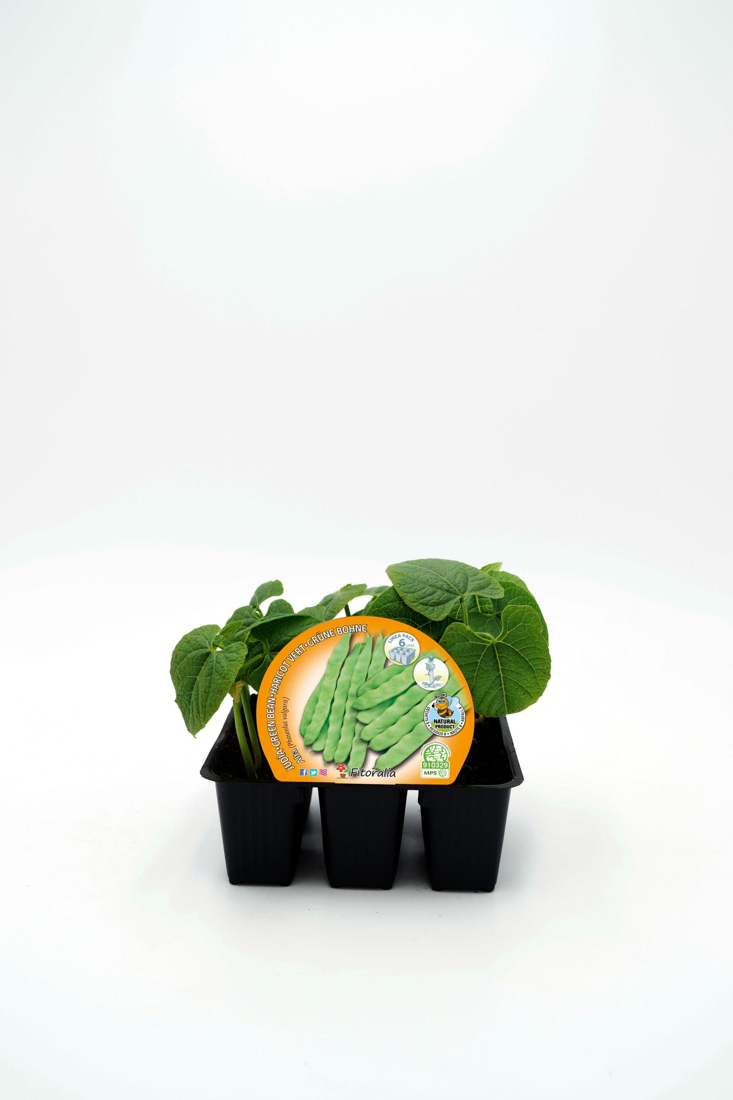 Pack Plantones Judía Mata Alta 6 Ud. Natural - Fitoralia_0