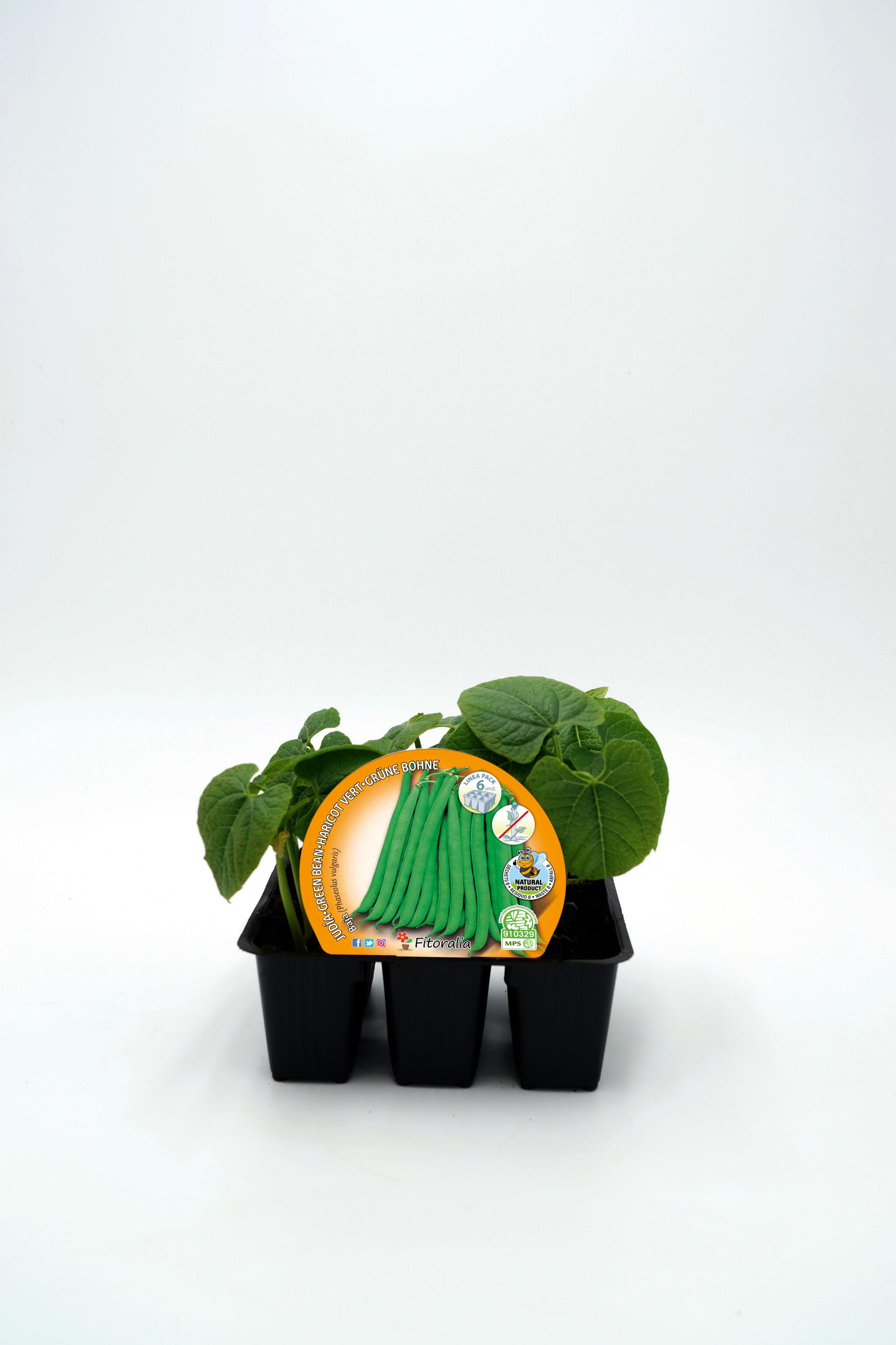 Pack Plantones Judía Mata Baja 6 Ud. Natural - Fitoralia_0