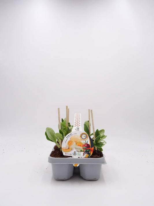 Pack Plantones Melón Mix Injertados E Hibridos 6 Ud. Natural - Fitoralia_0