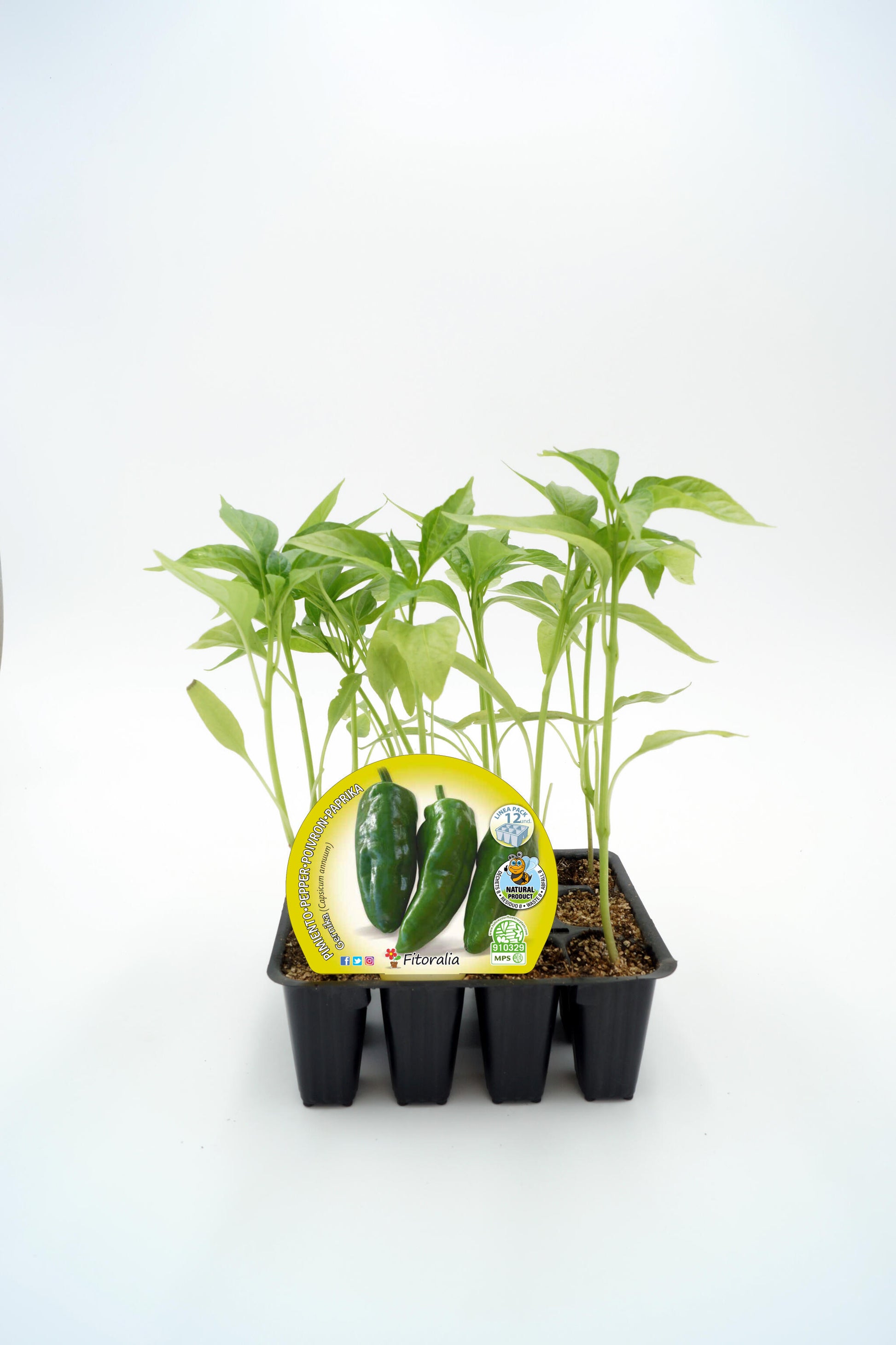 Pack Plantones Pimiento Gernika 12 Ud. Natural - Fitoralia_0
