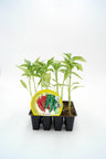 Pack Plantones Pimiento Italiano 12 Ud. Natural - Fitoralia