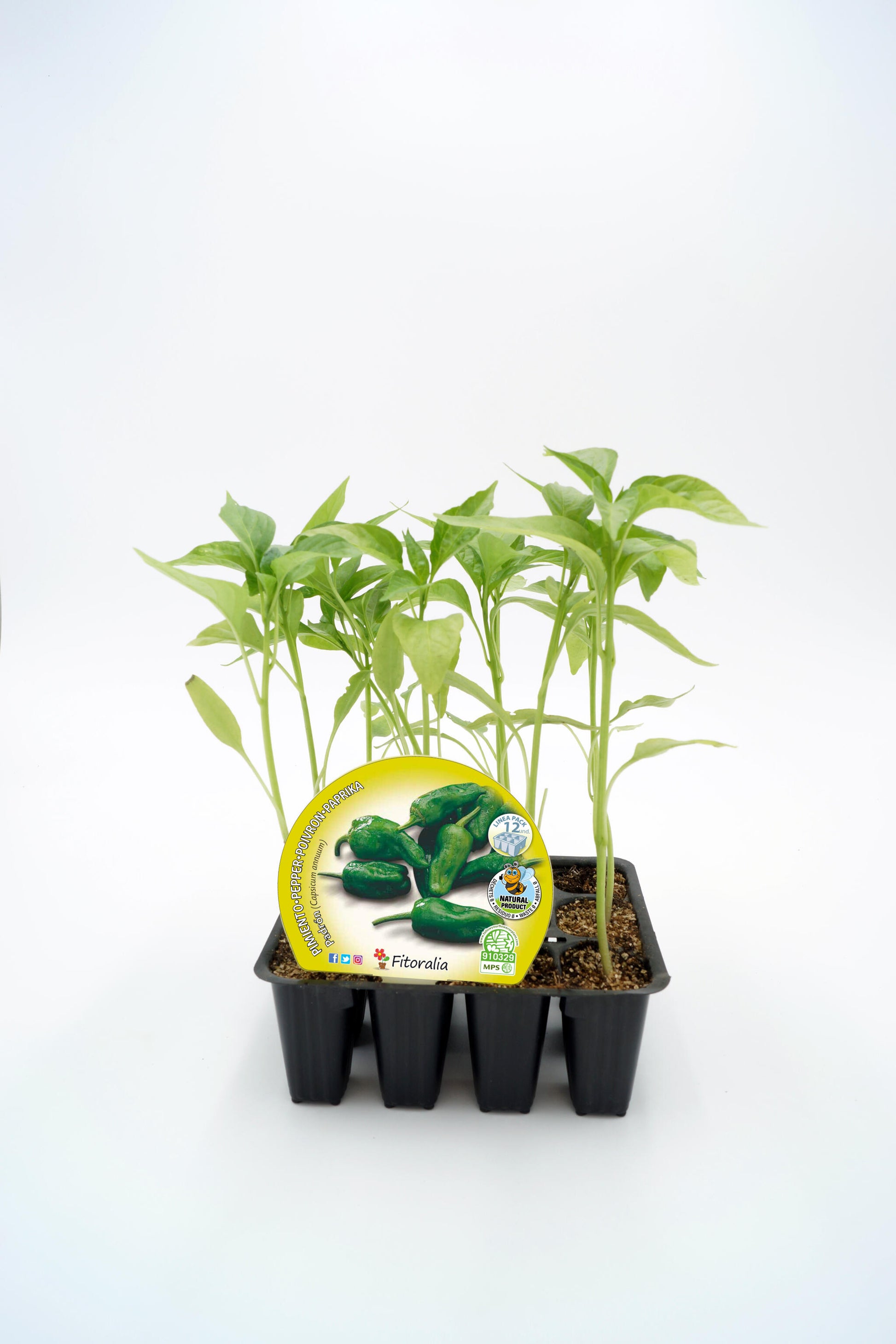 Pack Plantones Pimiento Padrón 12 Ud. Natural - Fitoralia_0