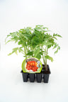 Pack Plantones Tomate Montserrat 12 Ud. Natural - Fitoralia