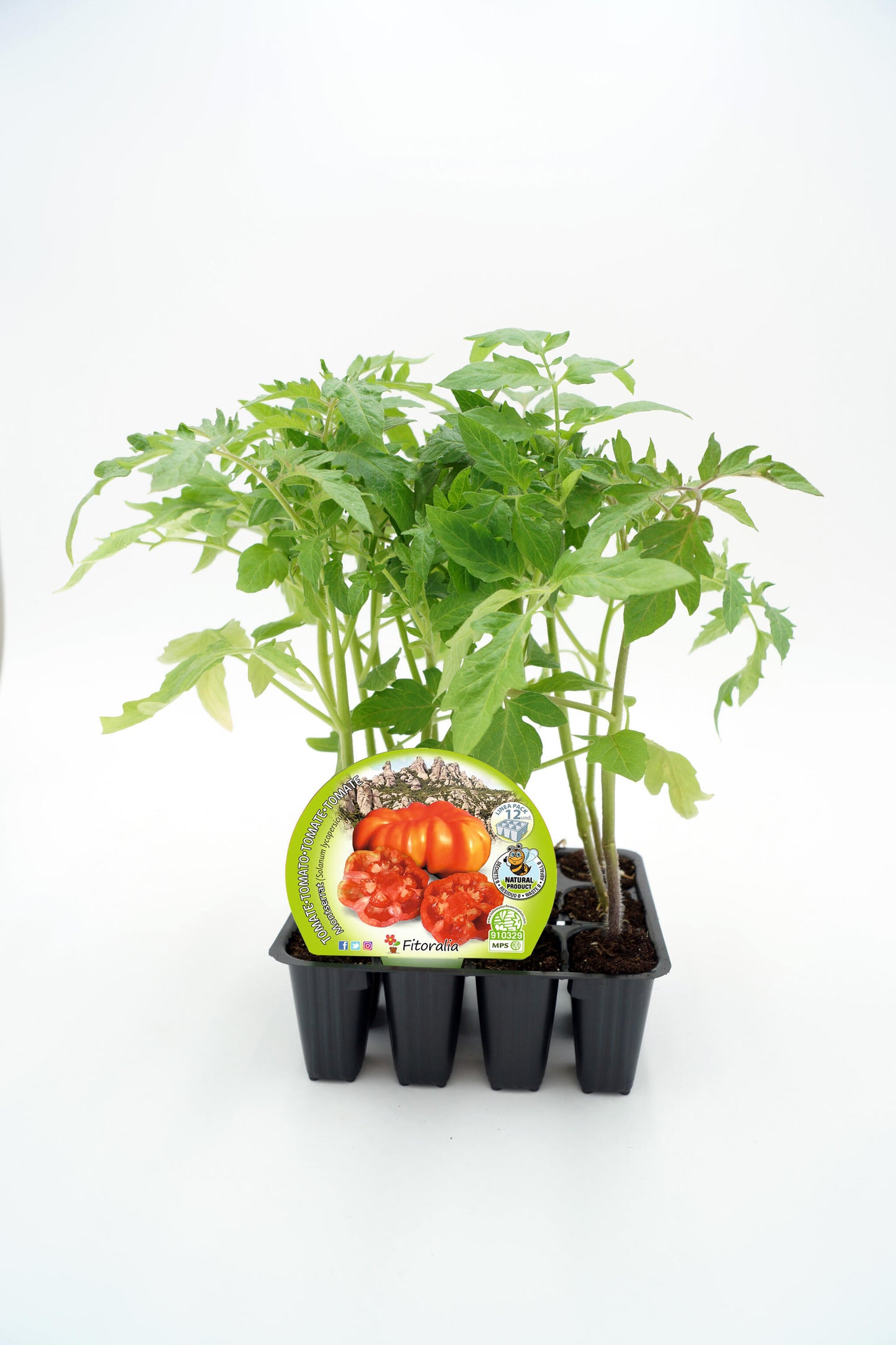 Pack Plantones Tomate Montserrat 12 Ud. Natural - Fitoralia_0