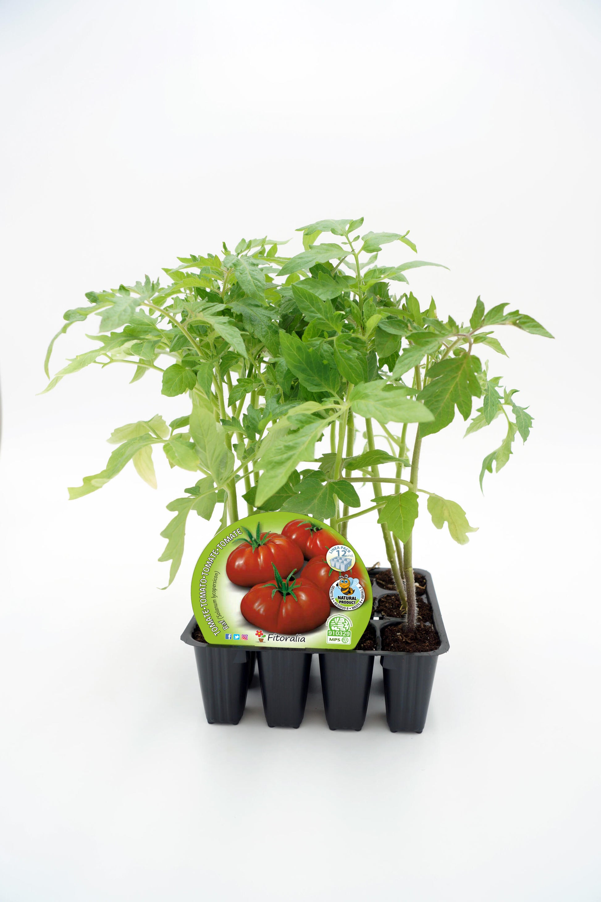 Pack Plantones Tomate Raf 12 Ud. Natural - Fitoralia_0