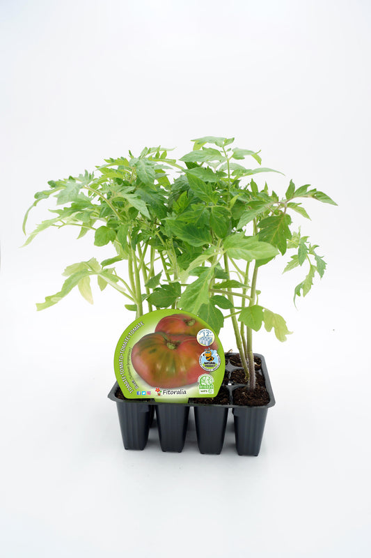 Pack Plantones Tomate Rosa 12 Ud. Natural - Fitoralia_0