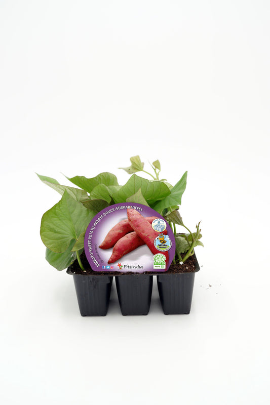 Pack plantones boniato rojo 6 Ud. natural- Fitoralia_0