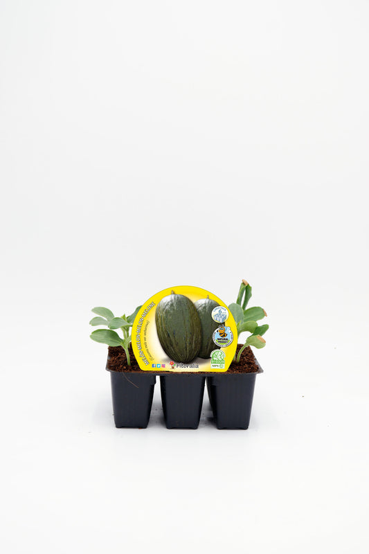Pack plantones melón piel de sapo 6 ud. natural - Fitoralia_0