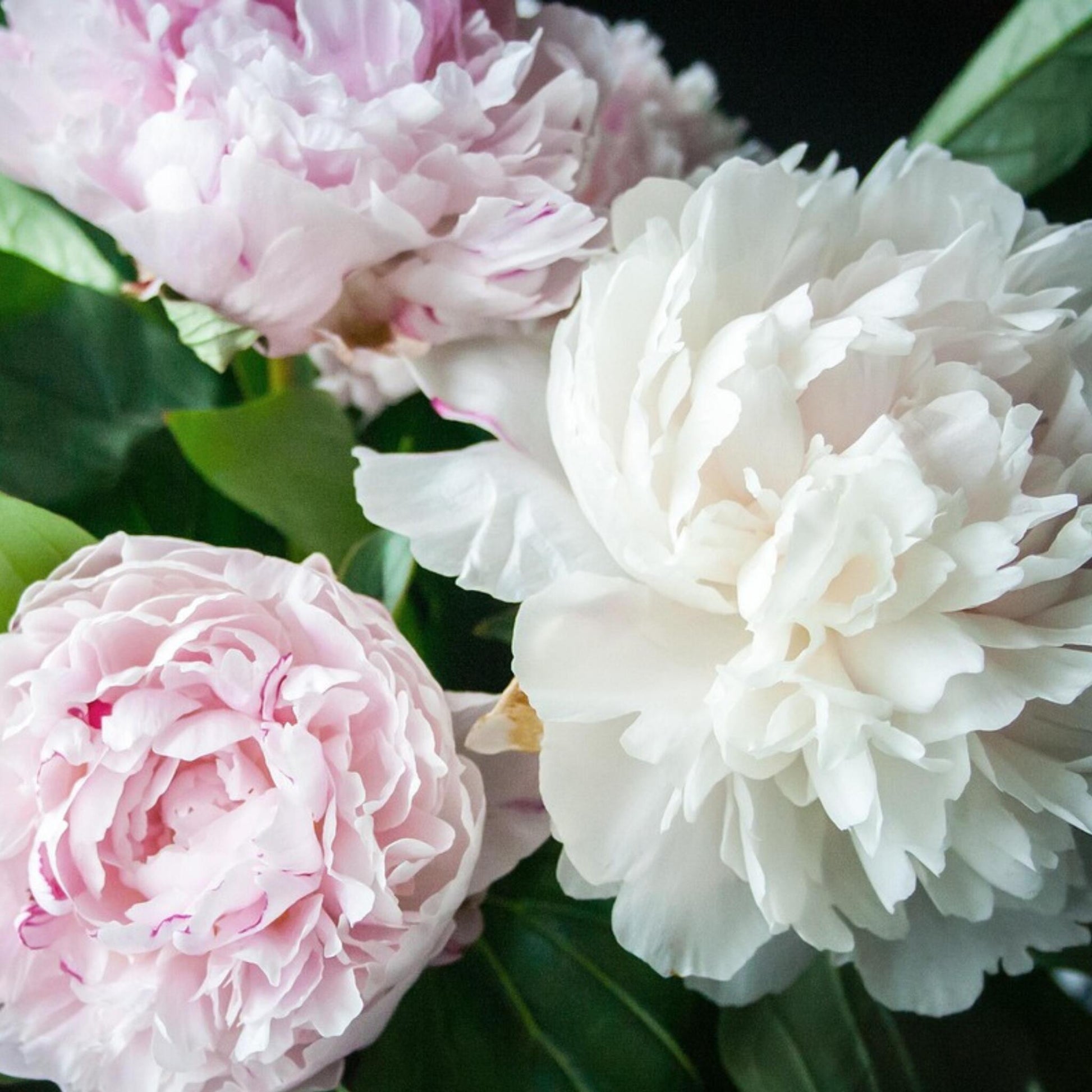 Paeoniaceae - 2 Pzs - Paeonia - Cepellones - Rosa_1
