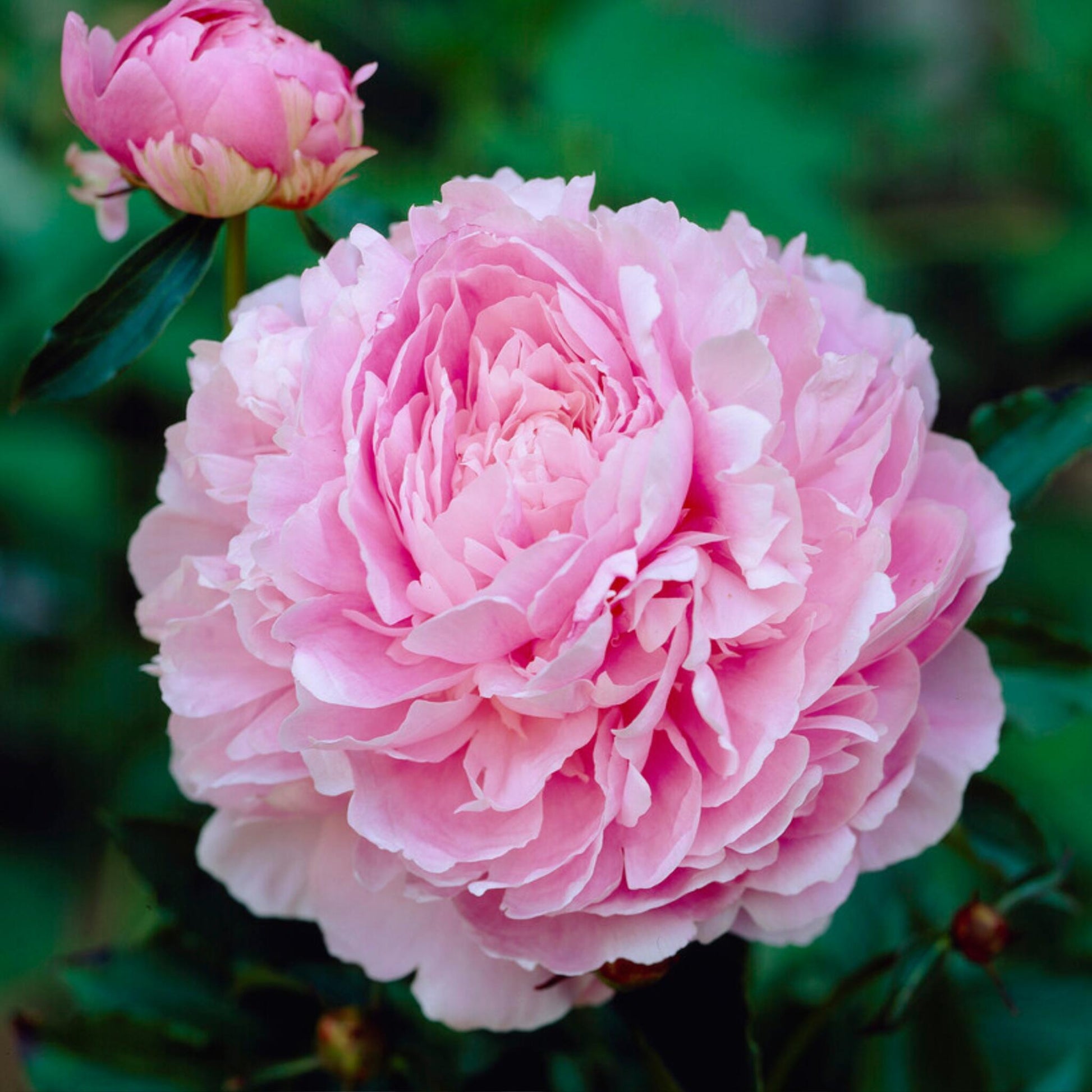 Paeoniaceae - 2 Pzs - Paeonia - Cepellones - Rosa_3