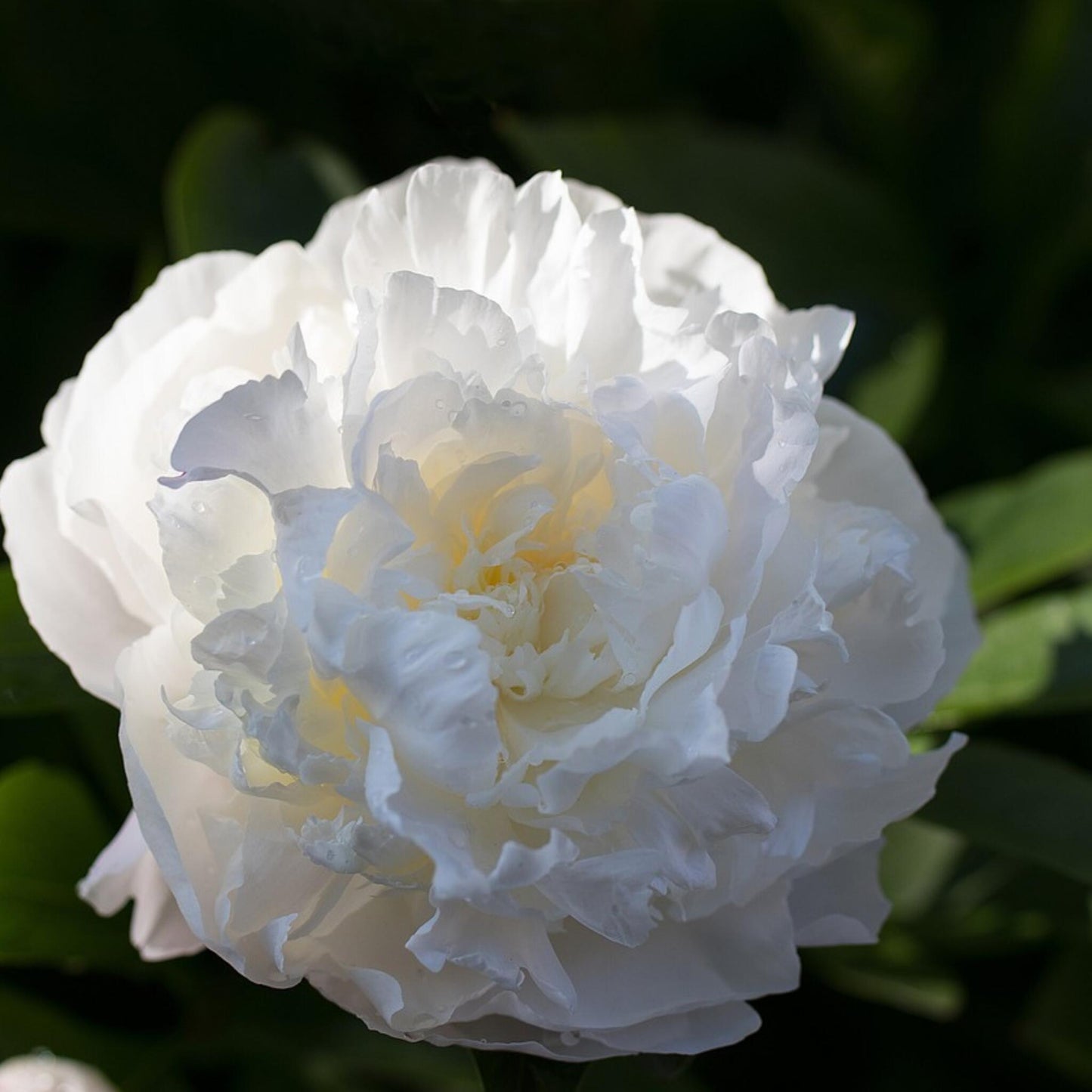 Paeoniaceae - 2 Pzs - Paeonia 'duchesse De Nemours' - Cepellones - Blanco_3