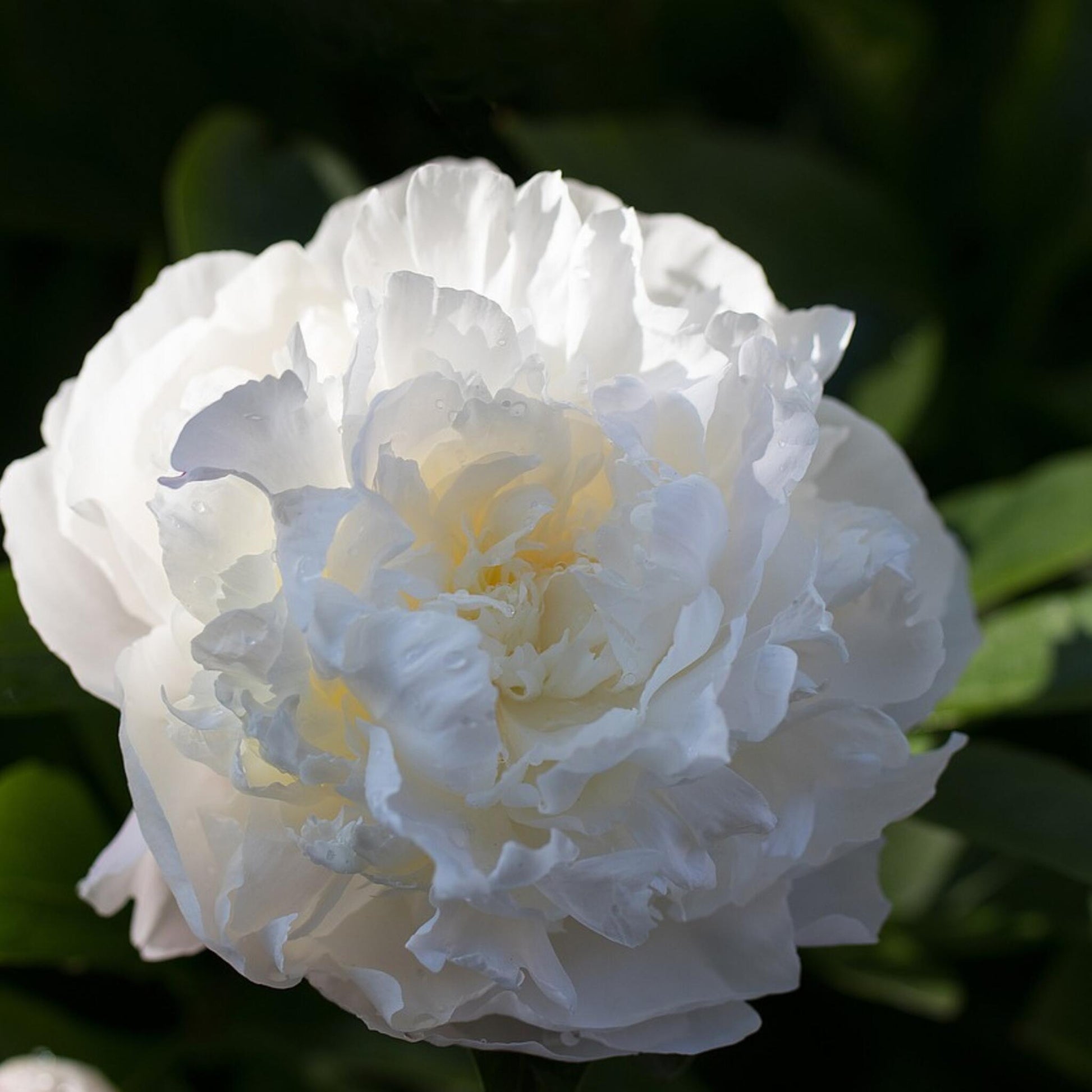 Paeoniaceae - 2 Pzs - Paeonia 'duchesse De Nemours' - Cepellones - Blanco_3