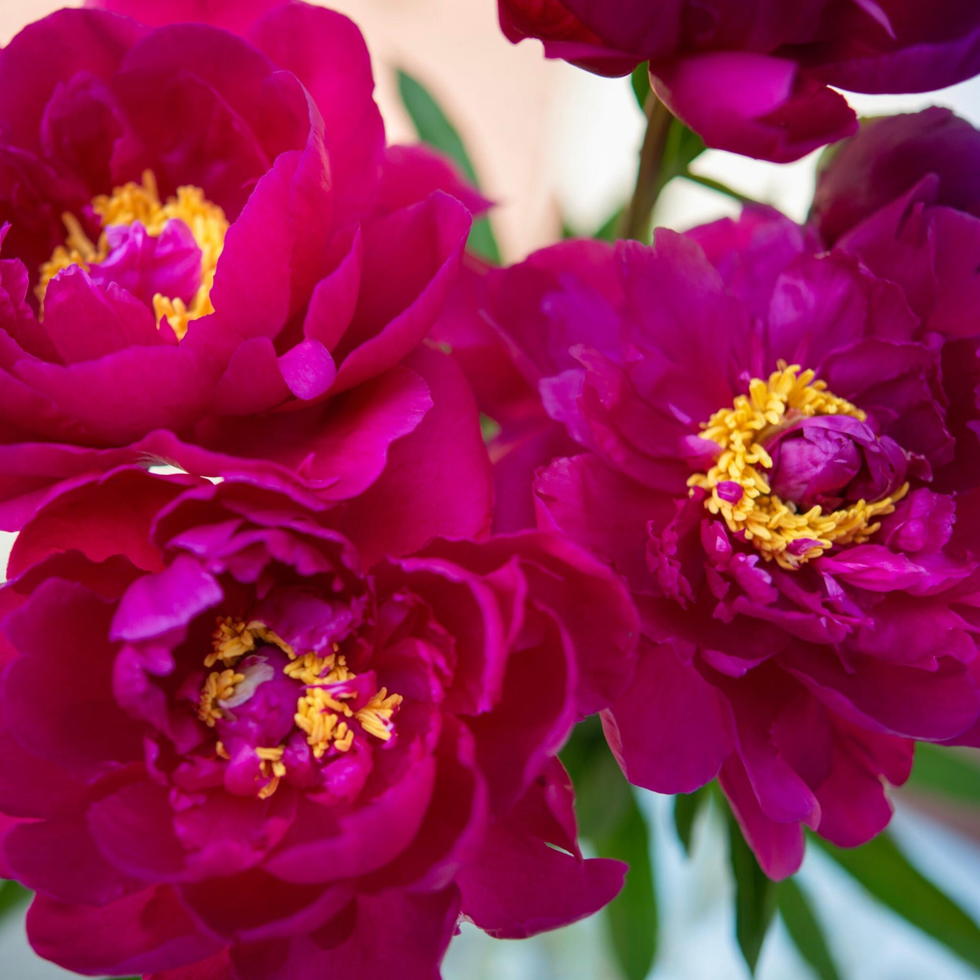 Paeoniaceae - 2 Pzs - Paeonia 'karl Rosenfield' - Cepellones - Rosa_3
