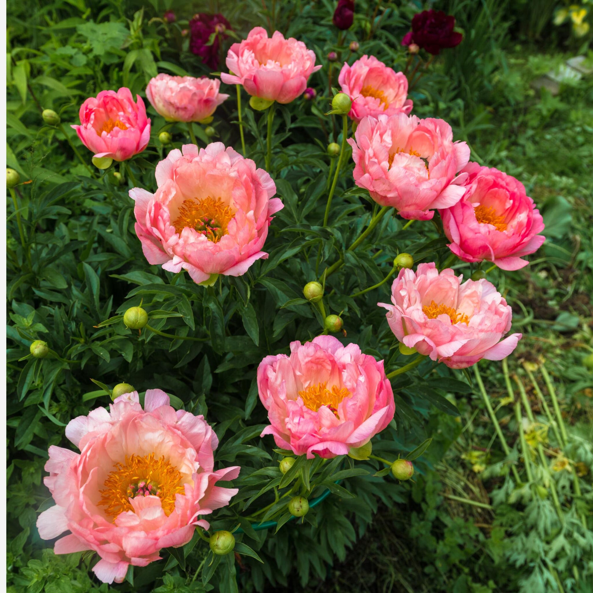 Paeoniaceae - 2 Pzs - Paeonia 'pink Hawaiian Coral' - Cepellones - Rosa_1