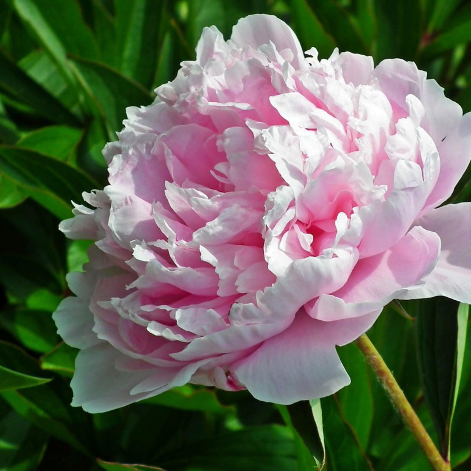 Paeoniaceae - 2 Pzs - Paeonia 'sarah Bernhardt' - Cepellones - Rosa_3