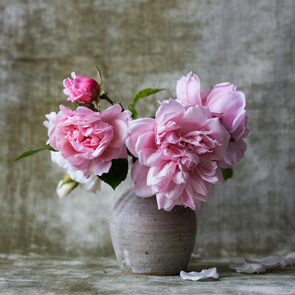 Paeoniaceae - 2 Pzs - Paeonia 'sarah Bernhardt' - Cepellones - Rosa_4