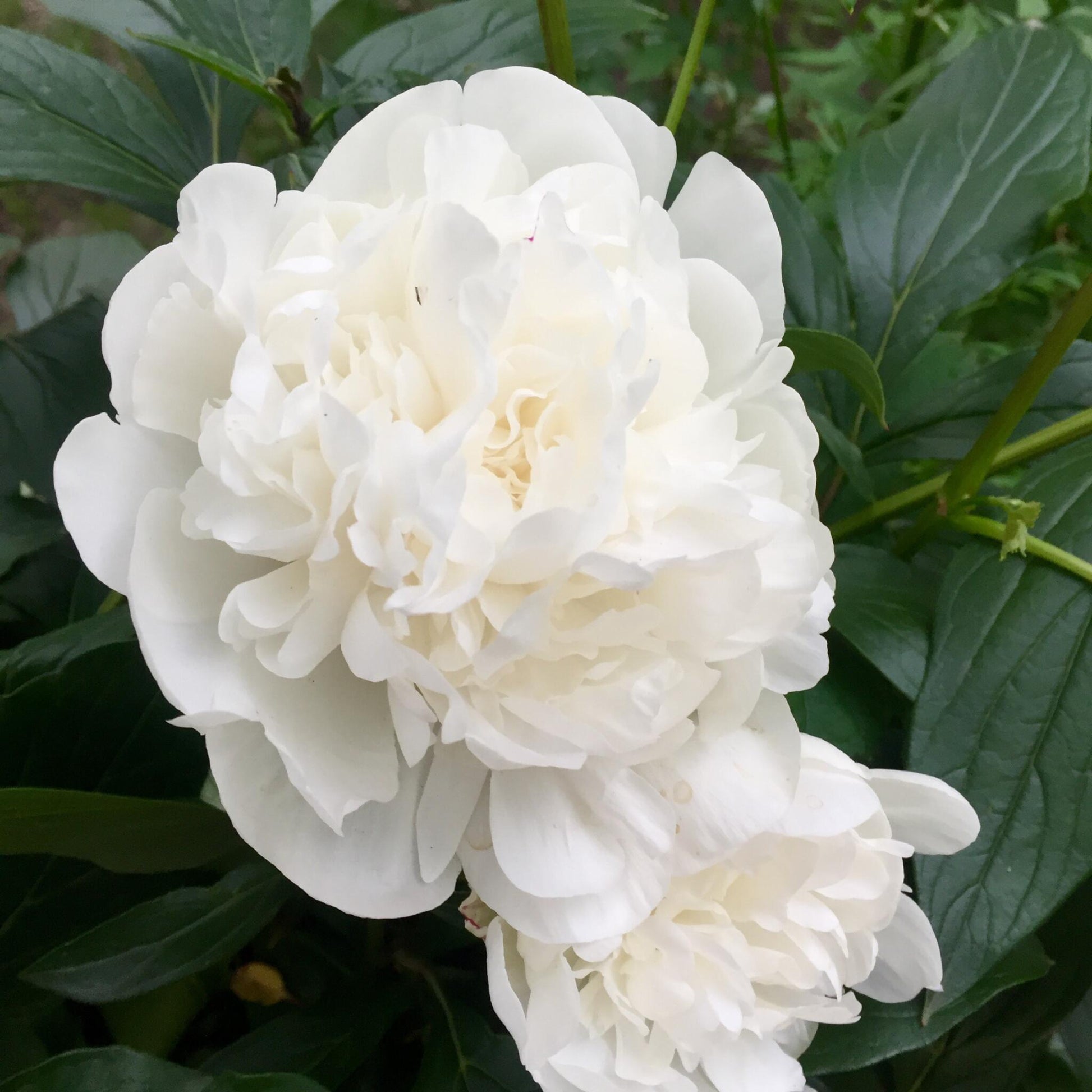 Paeoniaceae - 3 Pzs - Paeonia Officinalis - Altura 0-40cm - ⌀9cm_3