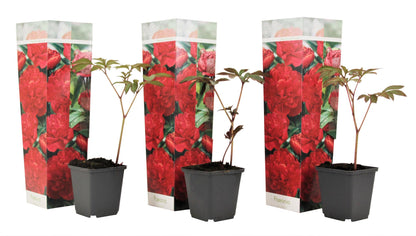 Paeoniaceae - 3 Pzs - Paeonia Officinalis 'rubra Plena' - Altura 0-40cm - ⌀9cm_0