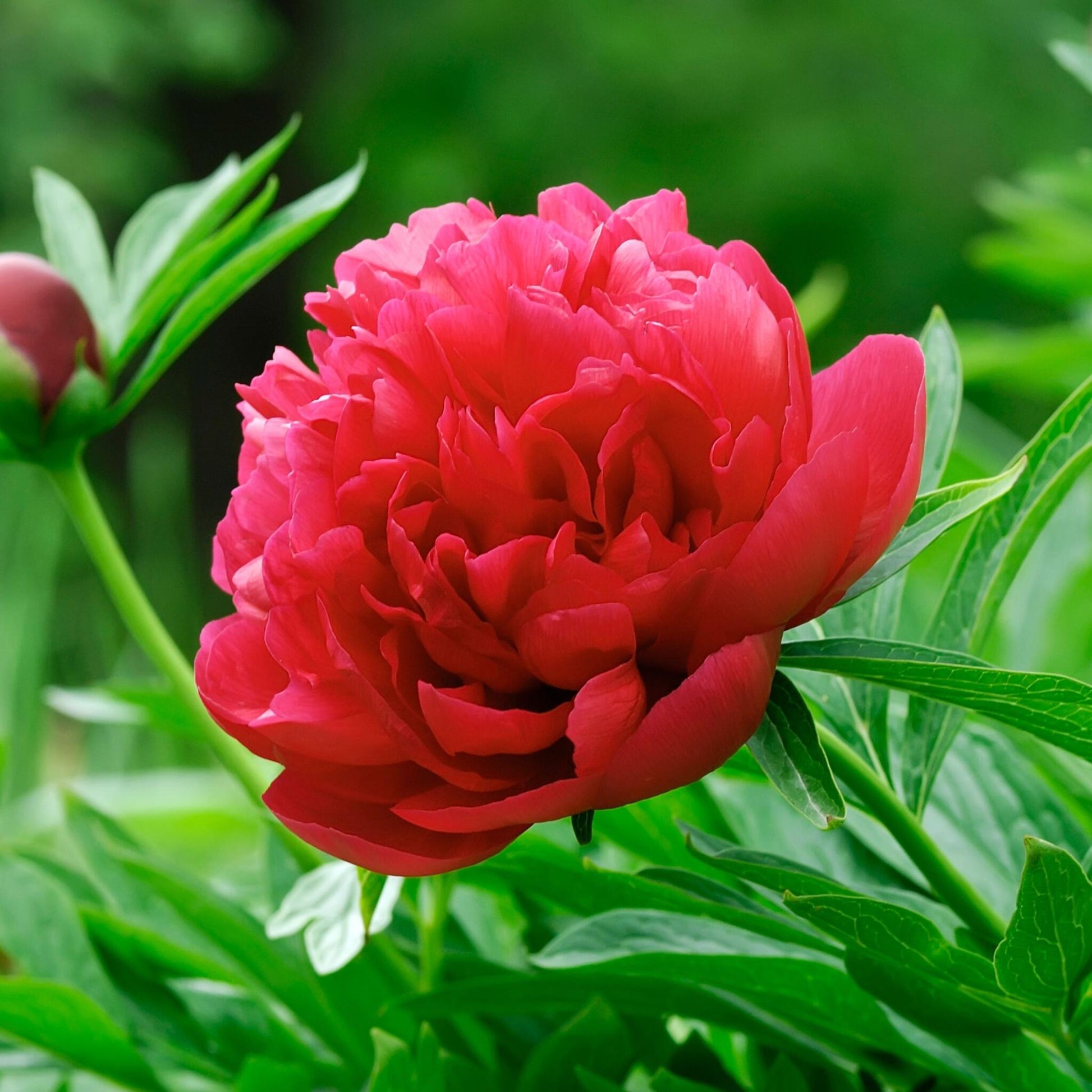 Paeoniaceae - 3 Pzs - Paeonia Officinalis 'rubra Plena' - Altura 0-40cm - ⌀9cm_3