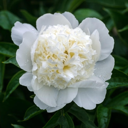Paeoniaceae - 3 Pzs - Paeonia 'duchesse Nemours' - Altura 0-40cm - ⌀9cm_3