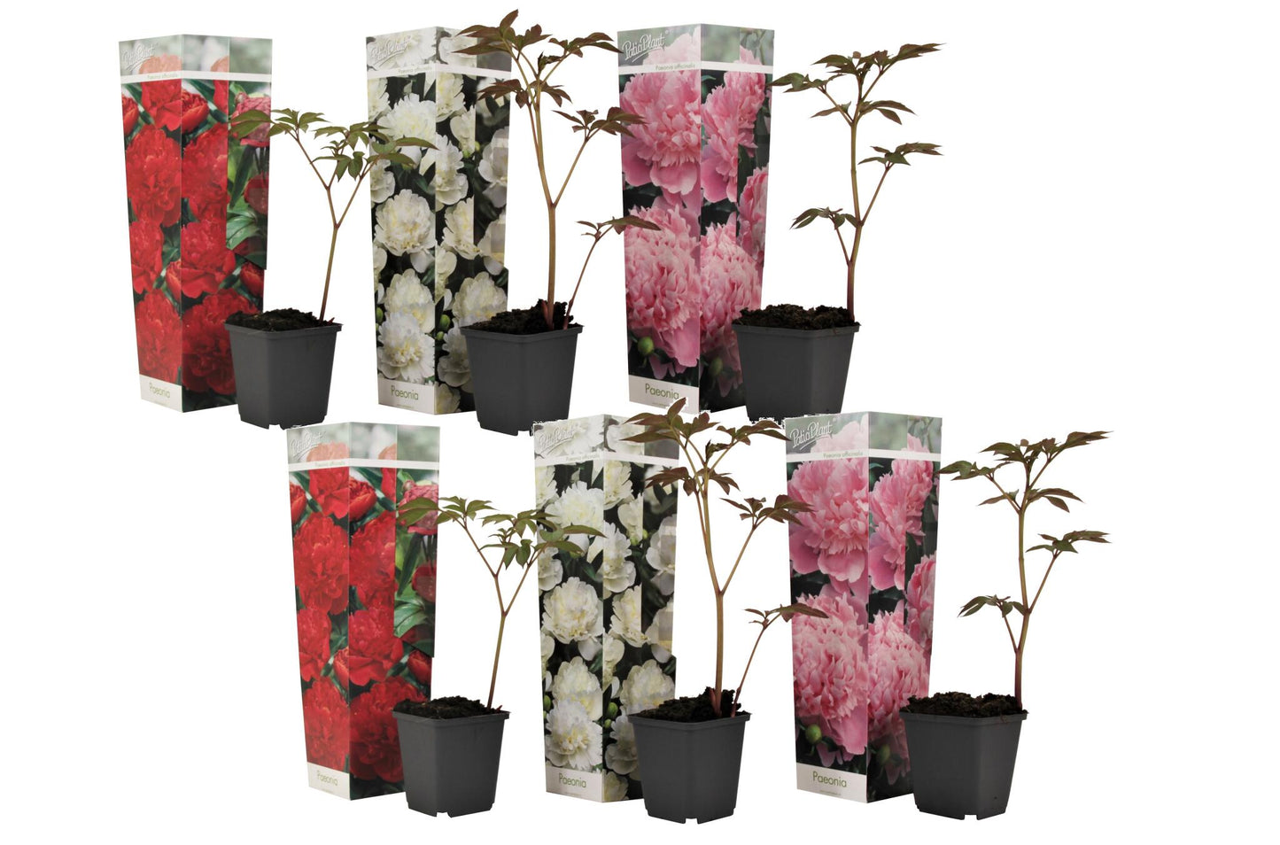 Paeoniaceae - 6 Pzs - Paeonia Officinalis - Altura 0-40cm - ⌀9cm_0